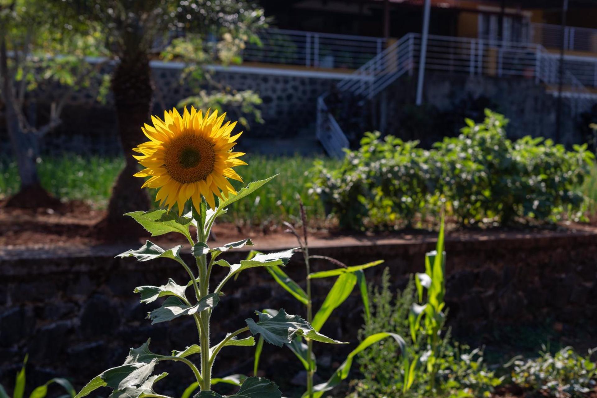Ekam Lake House By Stayvista With Mountain & Lake Views, Outdoor Jacuzzi, Sauna, Modern Amenities & Kitchen Garden 푸네 외부 사진